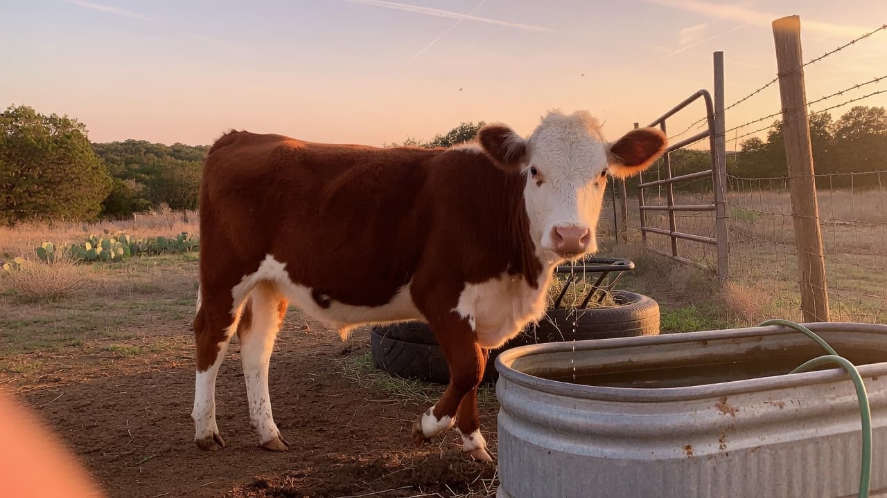 Sierra — Mini Hereford heifer, 20 months